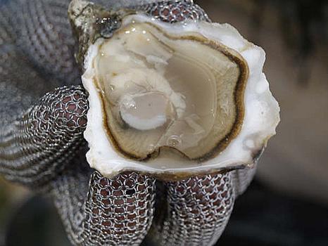 oester wadlopen proeven wadlopen pieterburen