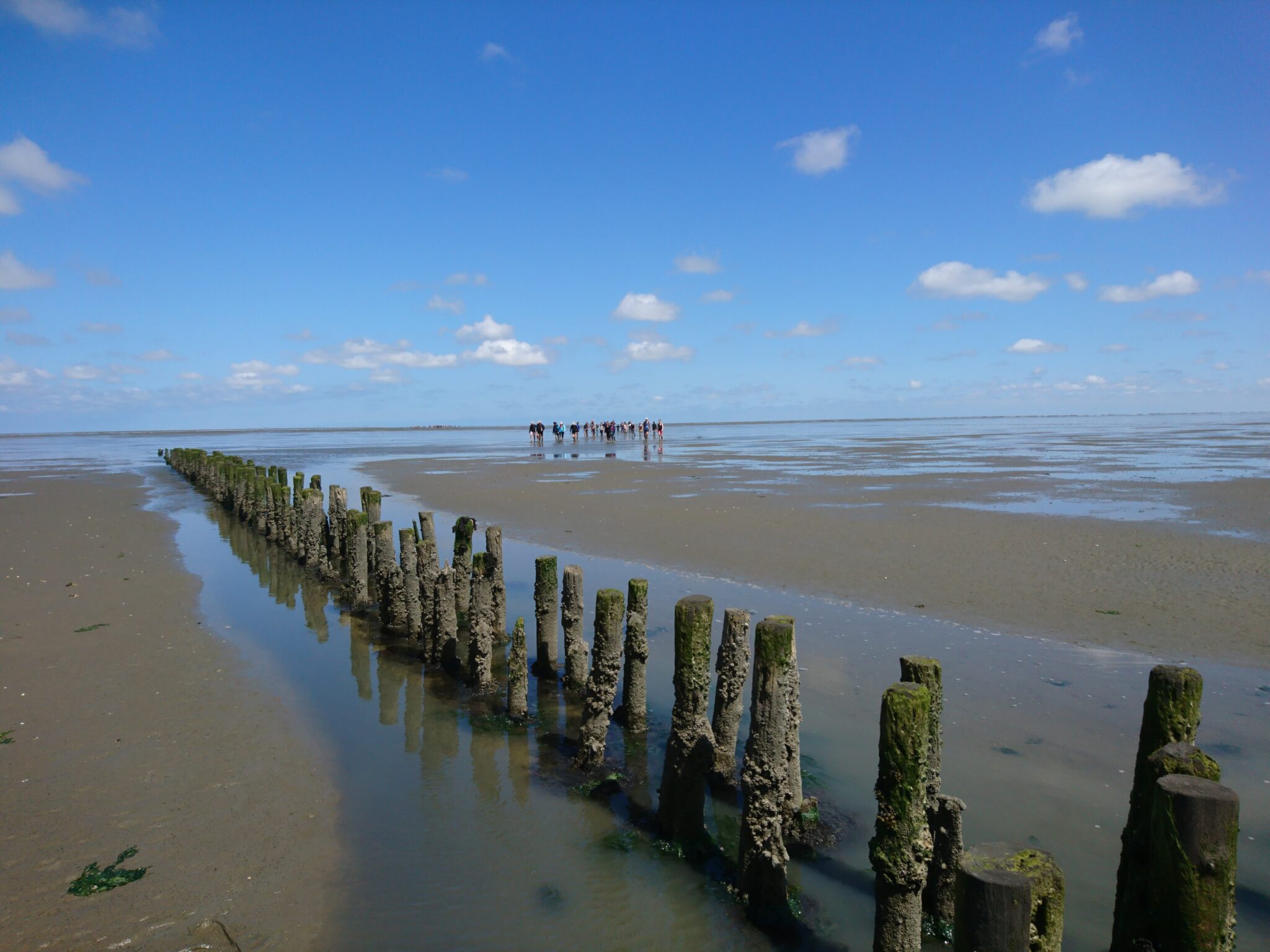 Wadlopen 2 daagse (TIP) - Wadlopen Pieterburen