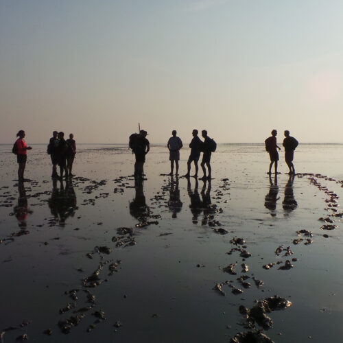 wadlopen eiland oversteken ameland