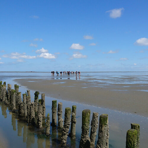 wadlopen zomer pieterburen